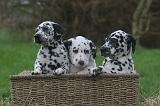 DALMATIEN 501
